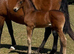 Breathtakingly Beautiful Bright Bay Warmblood X Friesian