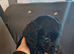Girl shorkie