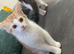 Beautiful 4-Month-Old Sister Pair – Pumpkin & Blurr ️”