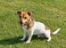 16 month old jack russel for stud