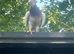 Breading birds