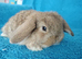 Baby mini lops for sale