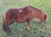 Mini Shetland mare