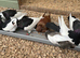 Felegyazer pigeons for sale