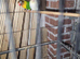 Lovebirds