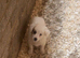 Jack Russell puppy
