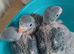 Moushtache Parakeets