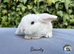 Pure bred Mini Plush lops