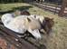 Pair of Miniature Shetland Ponies for companionship or pets