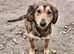 Loving home wanted for Dachshund mix