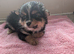 Boy pomchi puppy 9 weeks old