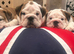 Kc reg red and white bulldog pup
