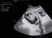 Mobile canine ultrasound scanning