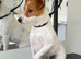 Lovely Jack Russell Boy