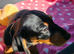 M&eacute;dium sized short legged Dachshund puppies