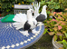 Young Indian fantails saddles