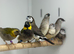 Owl finches