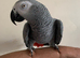 Hand tame African grey parrot