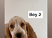 Beaglier puppies 3 LEFT