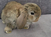Mini lop