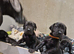 Black Great Dane puppies
