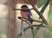Spare Cock Native Bullfinch