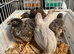 Male button quail