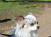 Long haired Merle & White Chihuahua FOR STUD
