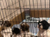 5 shorkies for sale