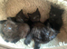9 weeks old kittens