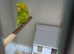Helicopter budgies