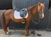 Welsh cob cross