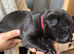 Mastador puppies