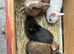 Lovely Netherland dwarf baby rabbits.