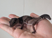 Subadult African fat Tail gecko