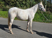 Stunning gold cream champagne yearling filly