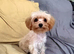 Teacup cavapoo f1b