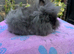 Lionheads Rabbits