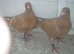 Meuleman Young Birds For Sale