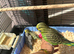 Lovely baby budgies in Dagenham