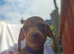Minature Dachshunds READY TO RESERVE
