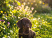 3 beautiful miniature dachshund puppies