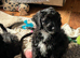 Cockapoo Girl