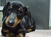 Mini Dachshund