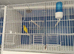 Irish fancy canaries for sale
