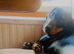 Dog for stud