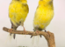 Persian & Lancashire canary's available