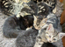 KITTENS FOR SALE