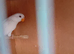 Young lovebird with dna papers