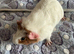 Re Available - Baby male Guinea Pig